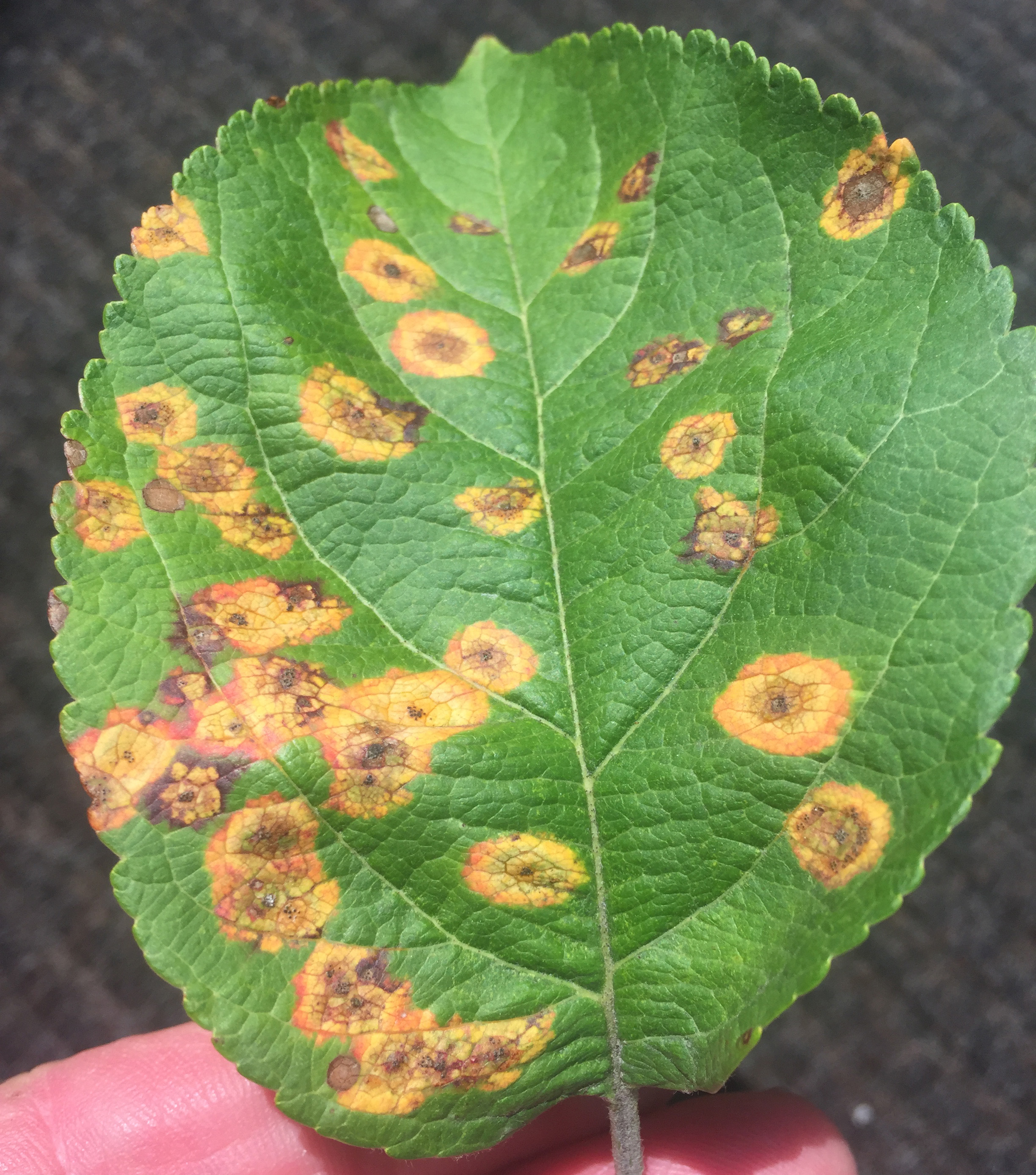 Cedar apple rust symptoms on leaf.